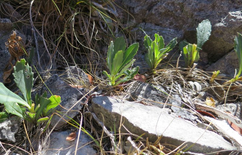 Senecio glaucophyllus, photographed by Alice Shanks