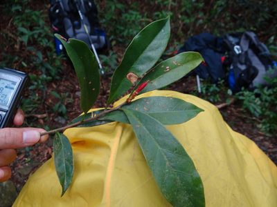 Symplocos glomerata, photographed by 呂一起(Lyu yi-chi)