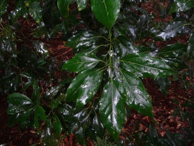 Neolitsea parvigemma, photographed by 呂一起(Lyu yi-chi)