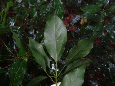 Neolitsea parvigemma, photographed by 呂一起(Lyu yi-chi)