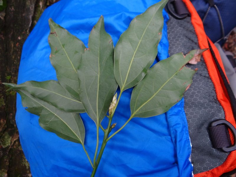 Neolitsea parvigemma, photographed by 呂一起(Lyu yi-chi)