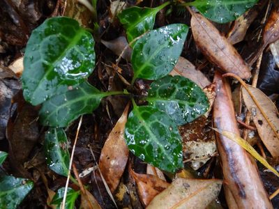 Pyrola alboreticulata, photographed by 呂一起(Lyu yi-chi)
