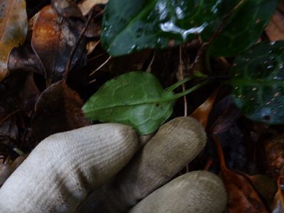 Pyrola alboreticulata, photographed by 呂一起(Lyu yi-chi)