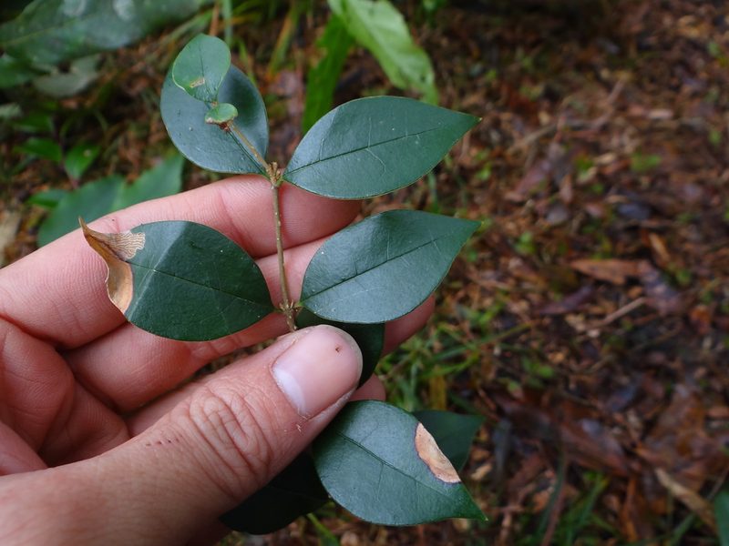 Ligustrum pricei, photographed by 呂一起(Lyu yi-chi)