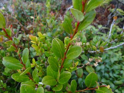 Vaccinium emarginatum, photographed by 呂一起(Lyu yi-chi)