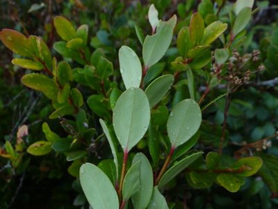 Vaccinium emarginatum, photographed by 呂一起(Lyu yi-chi)