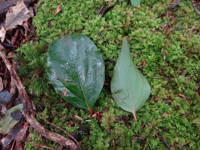 Schoepfia jasminodora, photographed by 呂一起(Lyu yi-chi)