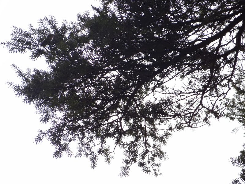Taxus mairei, photographed by 呂一起(Lyu yi-chi)
