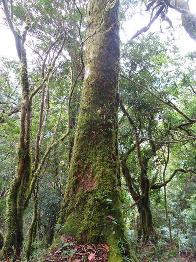 Taxus mairei, photographed by 呂一起(Lyu yi-chi)