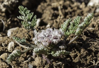 Vesper constancei, photographed by Craig Martin