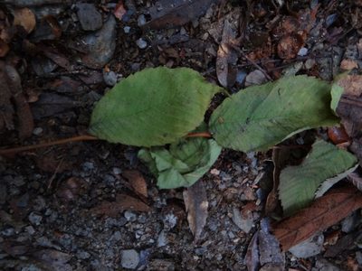 Ulmus uyematsui, photographed by 呂一起(Lyu yi-chi)