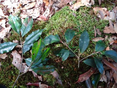Symplocos sonoharae, photographed by 呂一起(Lyu yi-chi)