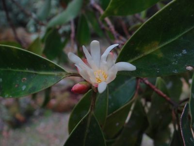 Illicium anisatum, photographed by 呂一起(Lyu yi-chi)