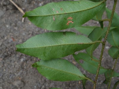 Embelia vestita, photographed by 呂一起(Lyu yi-chi)