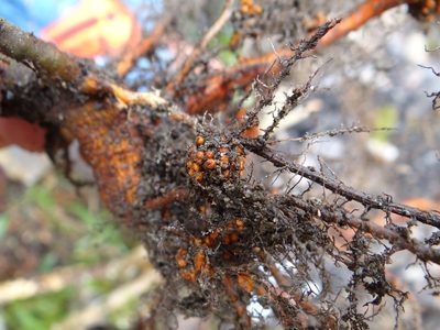 Alnus formosana, photographed by 呂一起(Lyu yi-chi)