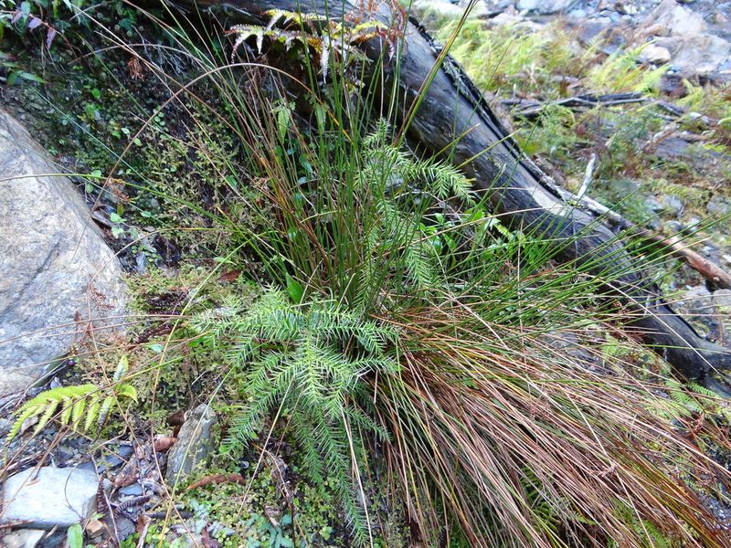 Taiwania cryptomerioides, photographed by 呂一起(Lyu yi-chi)