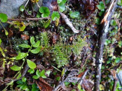 Chamaecyparis formosensis, photographed by 呂一起(Lyu yi-chi)