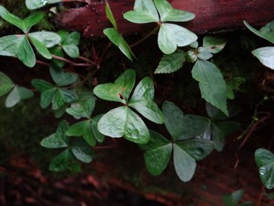 Oxalis griffithii, photographed by 呂一起(Lyu yi-chi)
