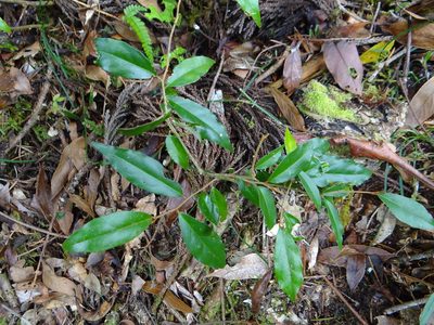 Elaeagnus thunbergii, photographed by 呂一起(Lyu yi-chi)