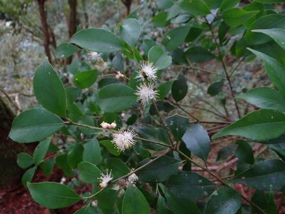 Symplocos sumuntia, photographed by 呂一起(Lyu yi-chi)