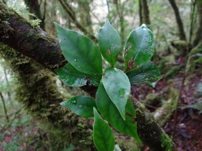 Viburnum integrifolium, photographed by 呂一起(Lyu yi-chi)