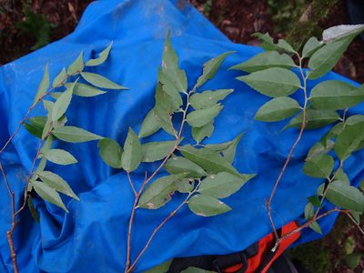 Vaccinium randaiense, photographed by 呂一起(Lyu yi-chi)
