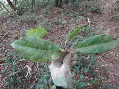Helicia rengetiensis, photographed by 呂一起(Lyu yi-chi)