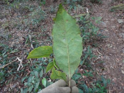 Helicia rengetiensis, photographed by 呂一起(Lyu yi-chi)
