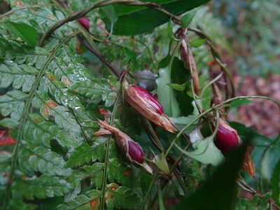 Tripterospermum luzonense, photographed by 呂一起(Lyu yi-chi)