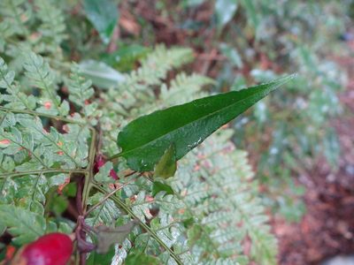 Tripterospermum luzonense, photographed by 呂一起(Lyu yi-chi)