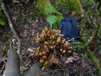 Pinalia japonica, photographed by 呂一起(Lyu yi-chi)