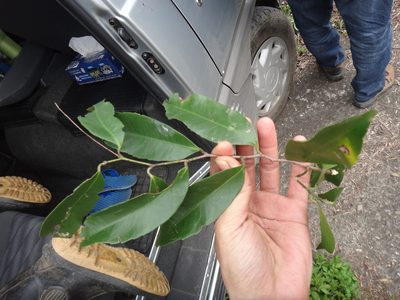 Celastrus hindsii, photographed by 呂一起(Lyu yi-chi)