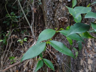 Euonymus laxiflorus, photographed by 呂一起(Lyu yi-chi)