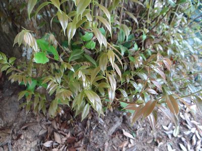 Lithocarpus uraianus, photographed by 呂一起(Lyu yi-chi)