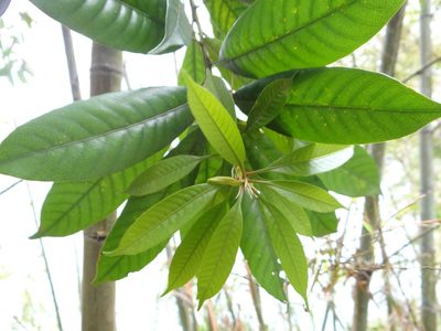 Lithocarpus brevicaudatus, photographed by 呂一起(Lyu yi-chi)
