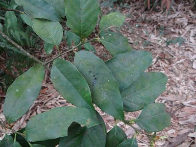 Castanopsis kawakamii, photographed by 呂一起(Lyu yi-chi)