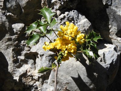 Berberis eutriphylla, photographed by Leticia Jiménez Hernández