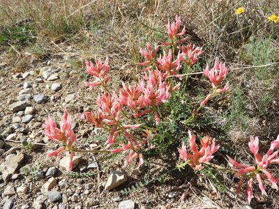 Astragalus sanguineus, photographed by Leticia Jiménez Hernández