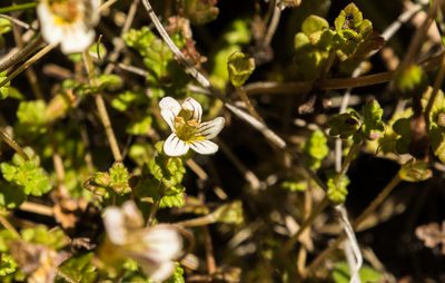 Euphrasia cheesemanii, photographed by Cara-Lisa Schloots