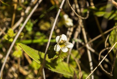Euphrasia cheesemanii, photographed by Cara-Lisa Schloots