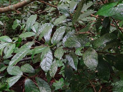Ficus nervosa, photographed by 呂一起(Lyu yi-chi)