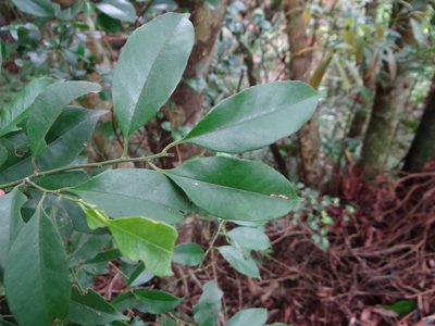 Ilex ficoidea, photographed by 呂一起(Lyu yi-chi)
