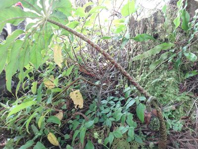 Arisaema taiwanense, photographed by 呂一起(Lyu yi-chi)