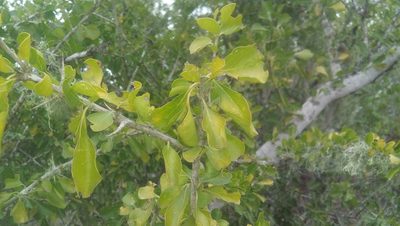 Randia obcordata, photographed by Tereso Hernández Morales