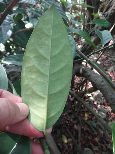 Capparis formosana, photographed by 呂一起(Lyu yi-chi)