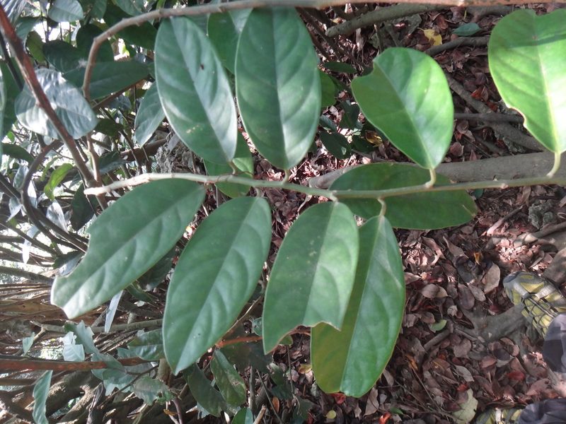 Capparis formosana, photographed by 呂一起(Lyu yi-chi)