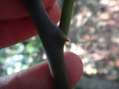 Capparis formosana, photographed by 呂一起(Lyu yi-chi)