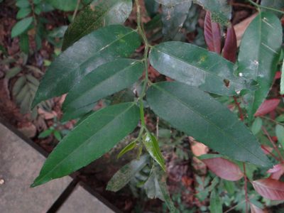 Putranjiva formosana, photographed by 呂一起(Lyu yi-chi)