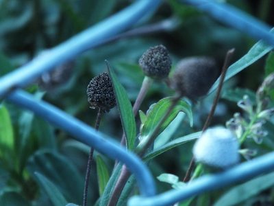 Spilanthes urens, photographed by Lsf