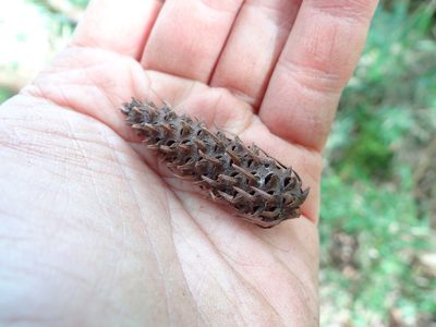 Picea morrisonicola, photographed by 呂一起(Lyu yi-chi)